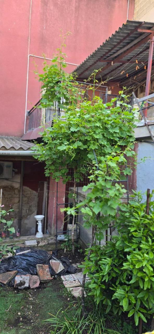 Appartamento In Casa Con Cortili Ad Arbus - Sardegna Eksteriør bilde